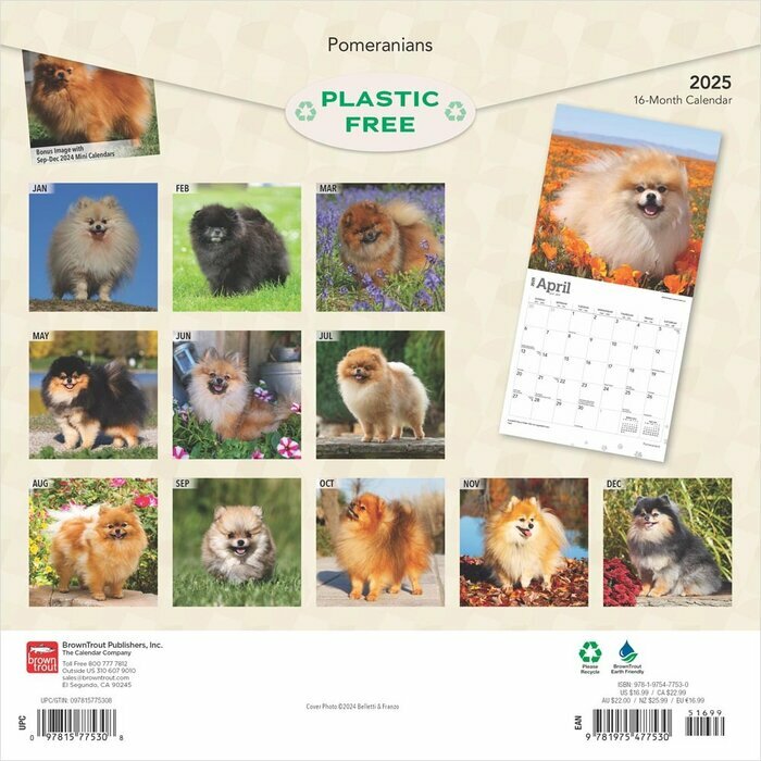 Calendrier 2025 Pomeranian  Spitz Nain