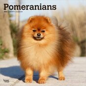 Calendrier Mural 2026 Pomeranian  Spitz Nain
