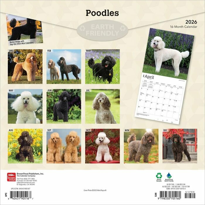 Calendrier 2025  Caniche NainChien Race Caniche