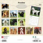 Calendrier 2025  Caniche NainChien Race Caniche