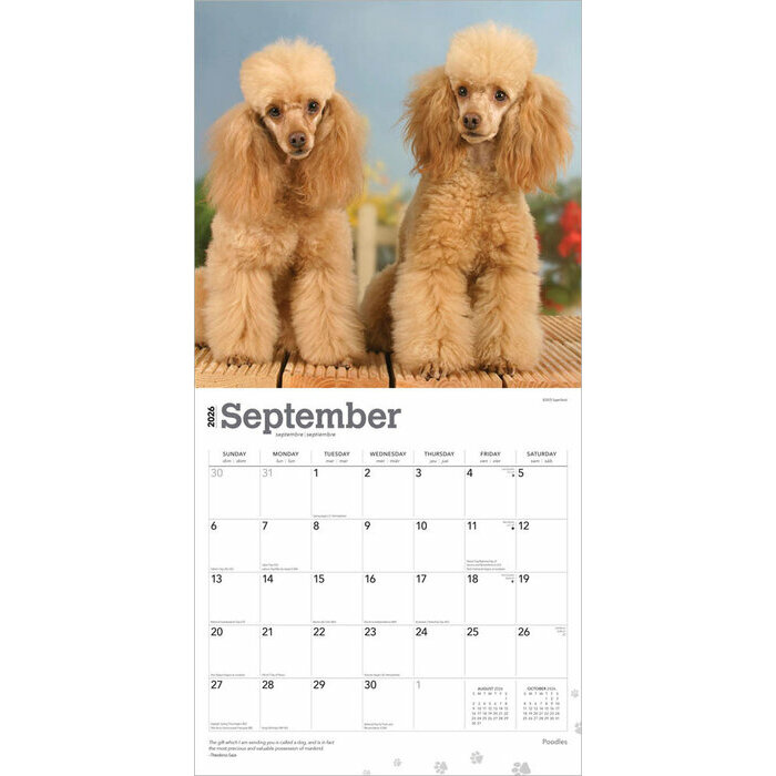 Calendrier 2025 Chien Race Caniche