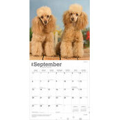 Calendrier 2025 Chien Race Caniche
