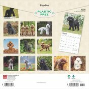 Calendrier 2025 Caniche NainChien Race Caniche