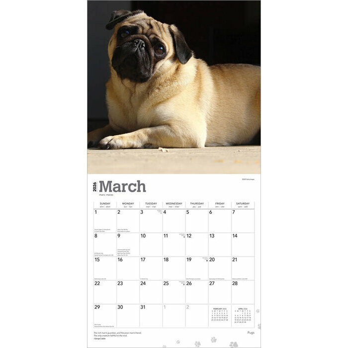 Calendrier 2025 Chien Race Carlin