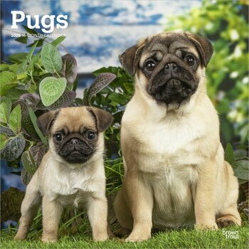Calendrier 2025 Chien Race Carlin