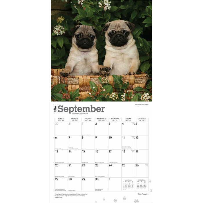 Calendrier Papier 2026 Chien Race Carlin Chiots