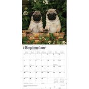Calendrier Papier 2026 Chien Race Carlin Chiots