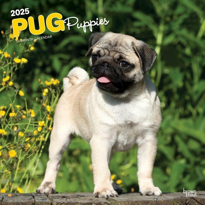 Calendrier Mural 2025 Chien Race Carlin Chiots