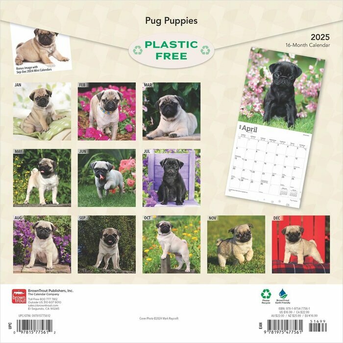 Calendrier 2025 Carlin Chiots