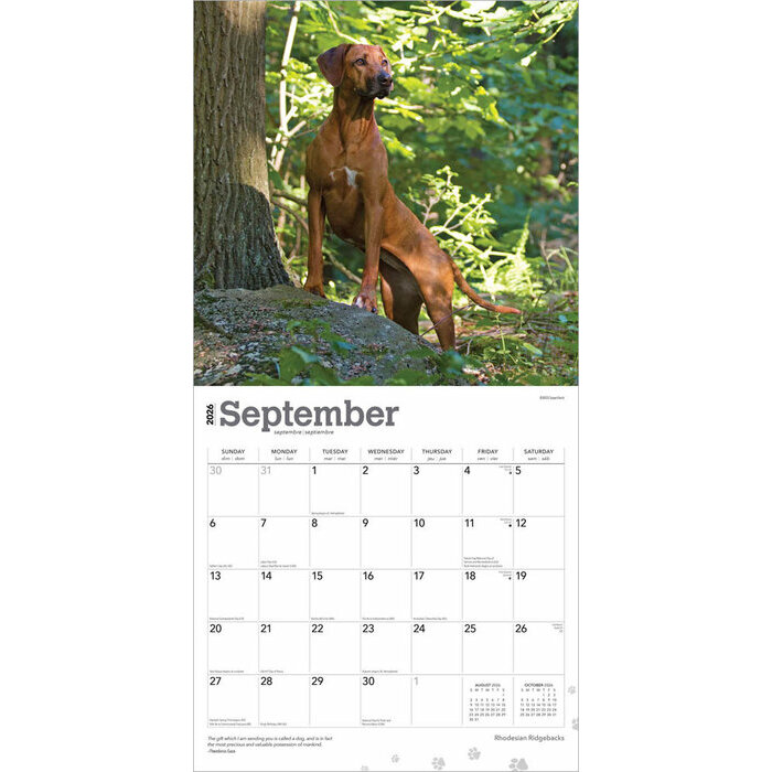 Calendrier Papier 2026 Chien Race Rhodesian Ridgeback
