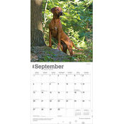 Calendrier Papier 2026 Chien Race Rhodesian Ridgeback