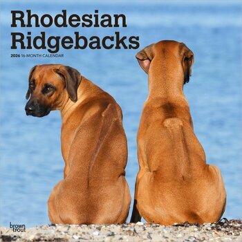Calendrier 2025 Chien Race Rhodesian Ridgeback