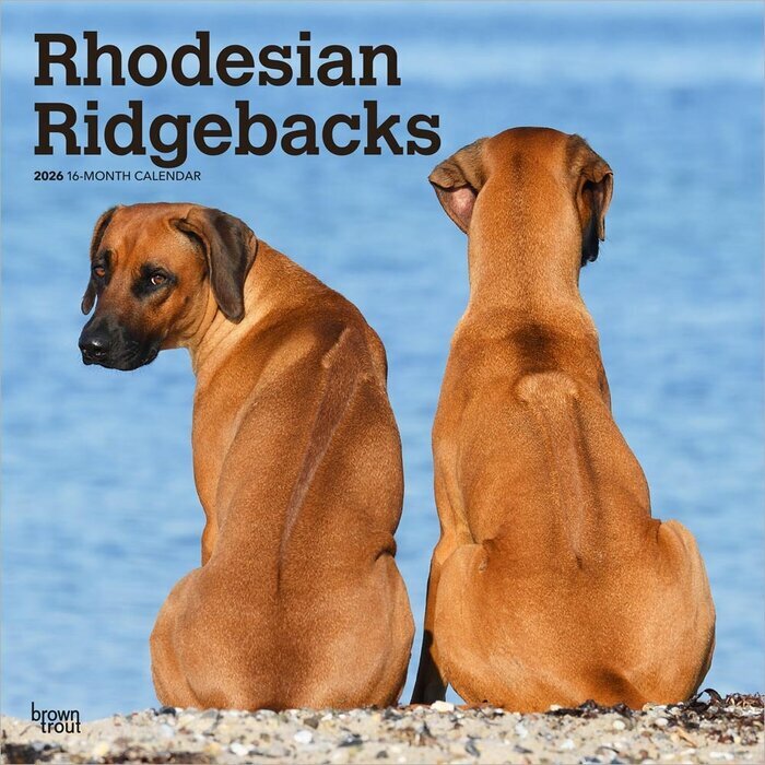 Calendrier 2026 Chien Race Rhodesian Ridgeback