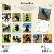 Calendrier 2025 Molosse Chien Race Rottweiler