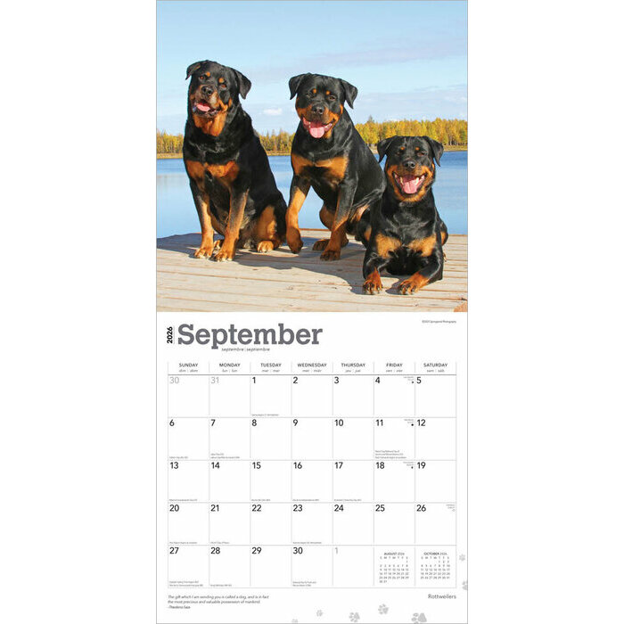 Calendrier 2025 Chien Race Rottweiler
