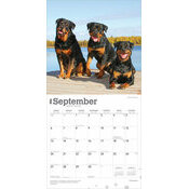 Calendrier 2025 Chien Race Rottweiler
