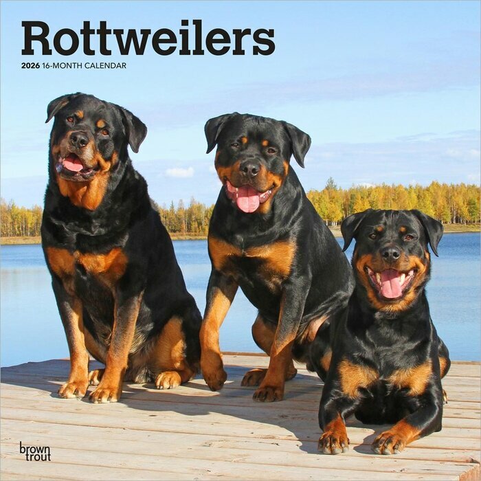Calendrier Mural 2025 Chien Race Rottweiler