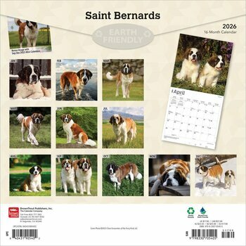 Calendrier 2025 Chien Race Saint Bernard