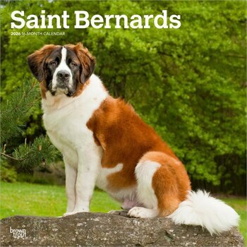 Calendrier 2025 Chien Race Saint Bernard