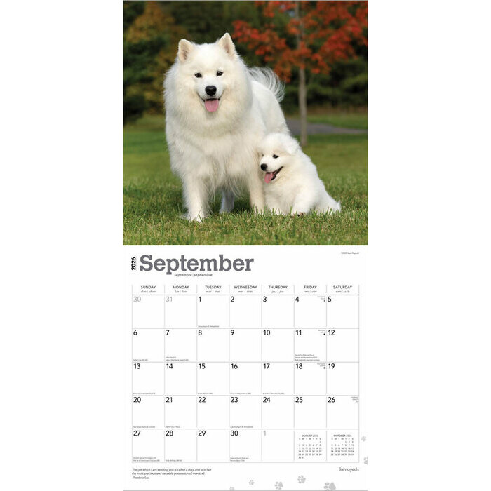 Calendrier 2025 Chien Race Samoyde