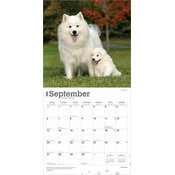 Calendrier 2025 Chien Race Samoyde