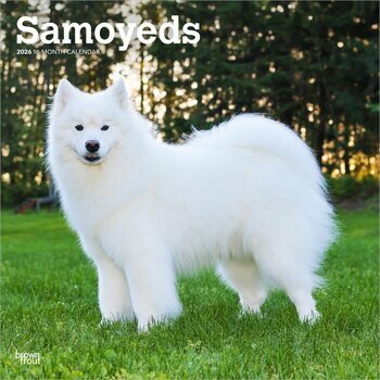 Calendrier 2025 Chien Race Samoyède