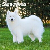 Calendrier Mural 2025 Chien Race Samoyde