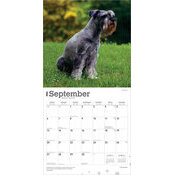 Calendrier 2025 Chien Race Schnauzer
