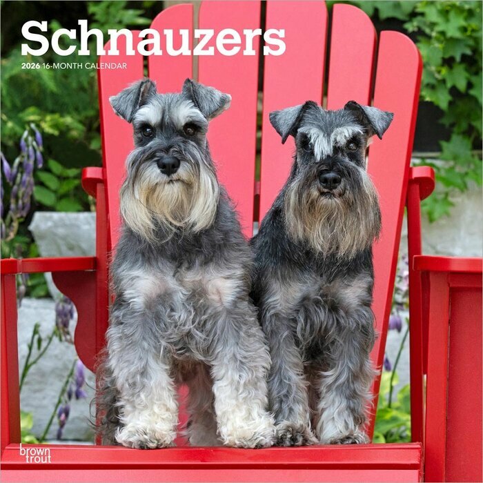 Calendrier Mural 2025 Chien Race Schnauzer