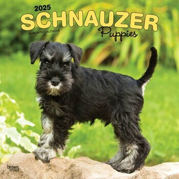 Calendrier 2025 Chien Race Schnauzer Chiots