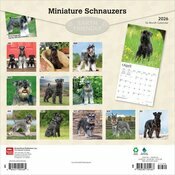 Calendrier 2025 Schnauzer Nain