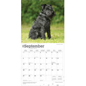 Calendrier 2025 Chien Race Schnauzer Nain