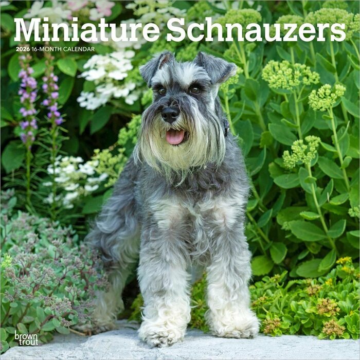 Calendrier Mural 2025 Chien Race Schnauzer Nain