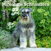 Calendrier Mural 2025 Chien Race Schnauzer Nain