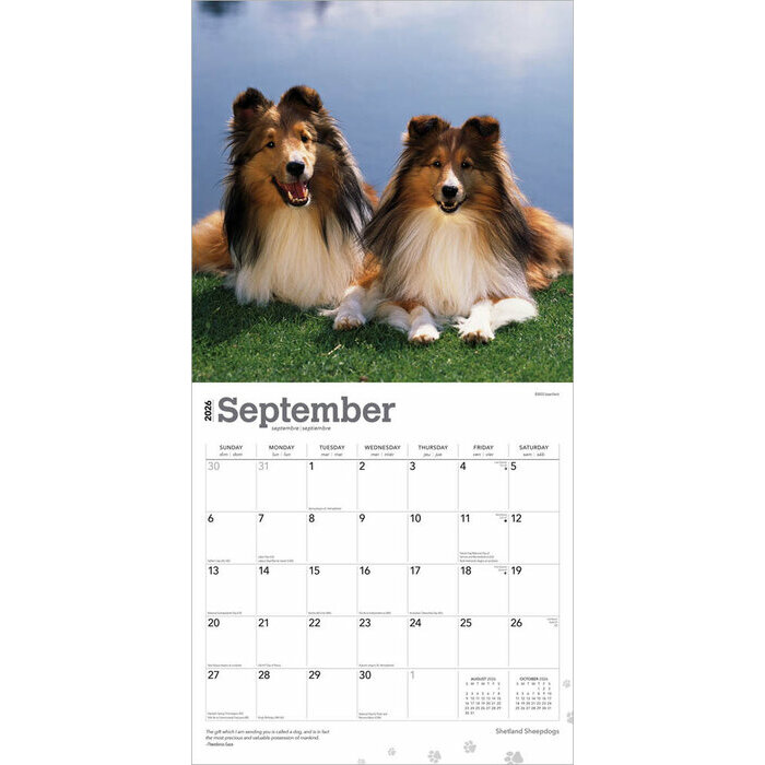 Calendrier 2025 Chien Race Shetland