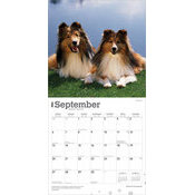 Calendrier 2025 Chien Race Shetland
