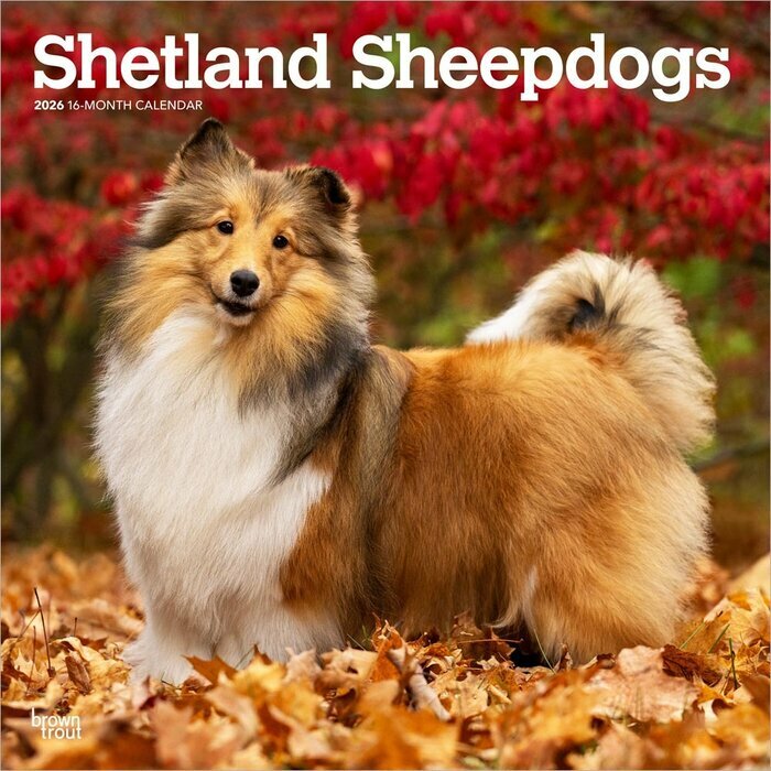 Calendrier Mural 2025 Chien Race Shetland