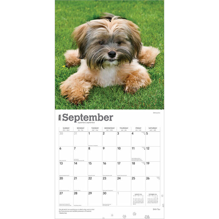 Calendrier 2025 Chien Race Shih Tzu