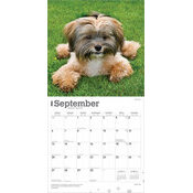 Calendrier 2025 Chien Race Shih Tzu