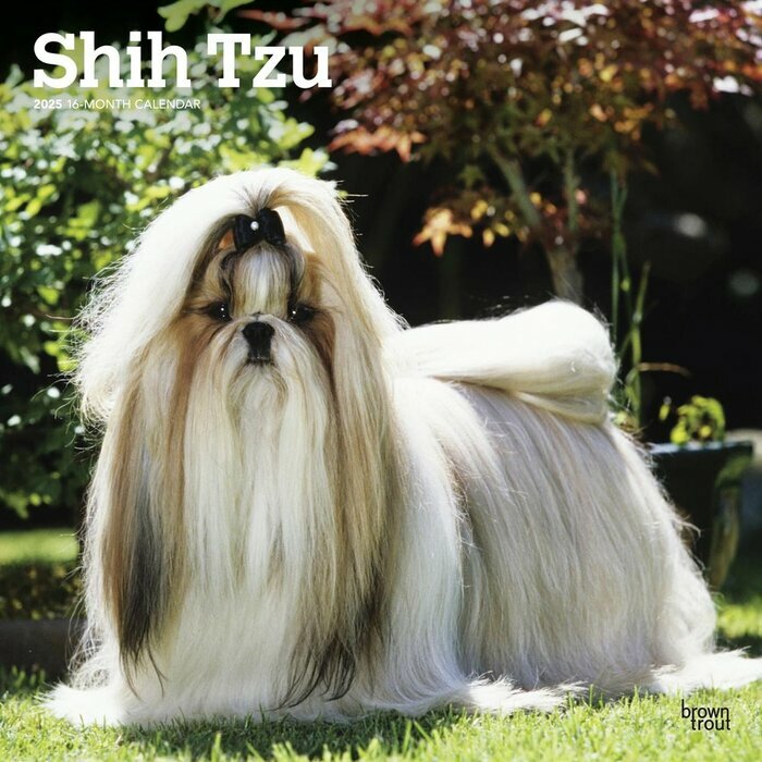 Calendrier Mural 2025 Chien Race Shih Tzu
