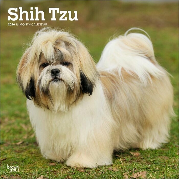 Calendrier Mural 2025 Chien Race Shih Tzu