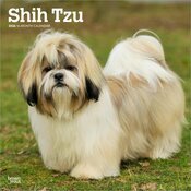 Calendrier Mural 2025 Chien Race Shih Tzu