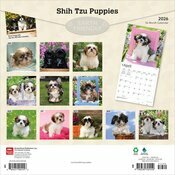 Calendrier 2026 Chien Race Shih Tzu Chiots