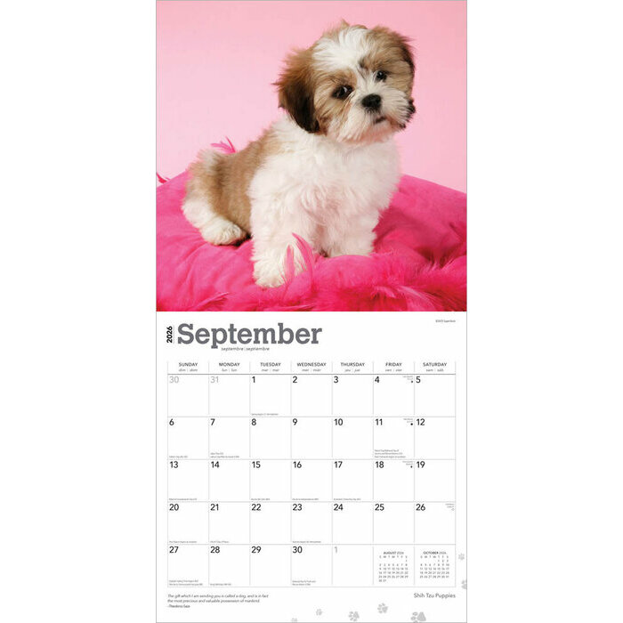 Calendrier Papier 2026 Chien Race Shih Tzu Chiots