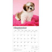 Calendrier Papier 2026 Chien Race Shih Tzu Chiots