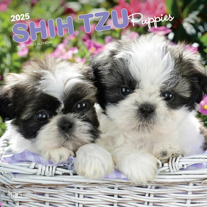 Calendrier Mural 2025 Chien Race Shih Tzu Chiots