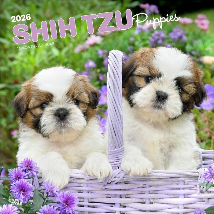 Calendrier Mural 2026 Chien Race Shih Tzu Chiots