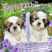 Calendrier Mural 2026 Chien Race Shih Tzu Chiots