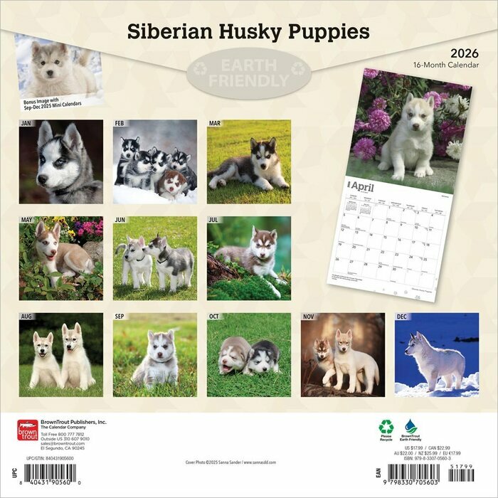 Calendrier 2025 Siberian Husky  Chiots