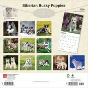 Calendrier 2025 Siberian Husky  Chiots